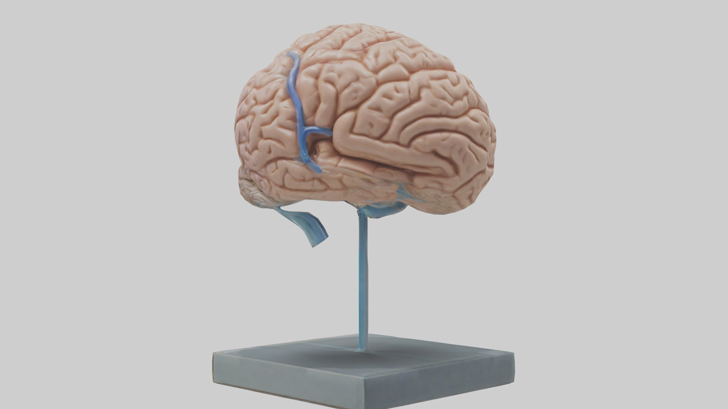Human Brain Model VR / AR / low-poly