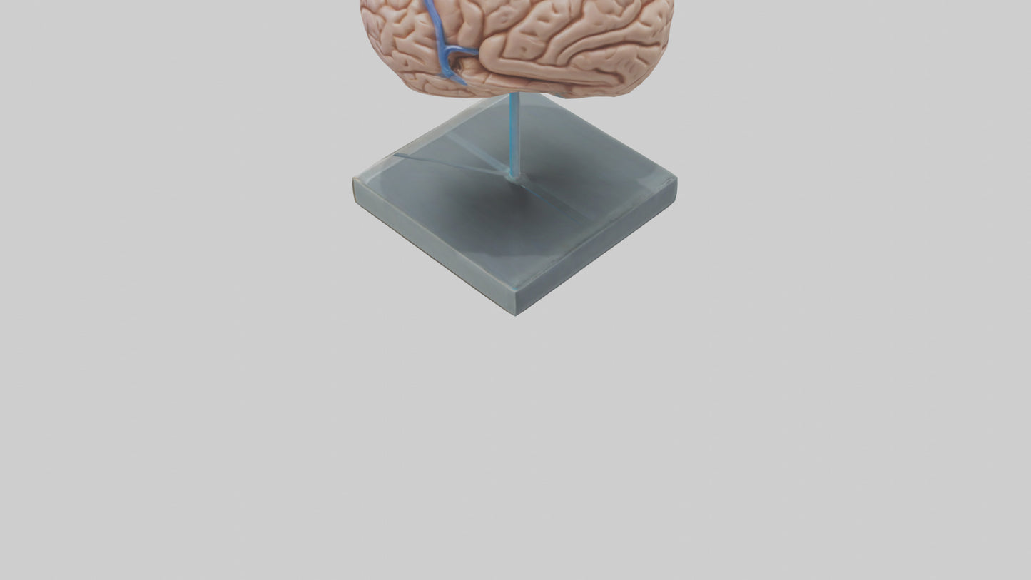 Human Brain Model VR / AR / low-poly