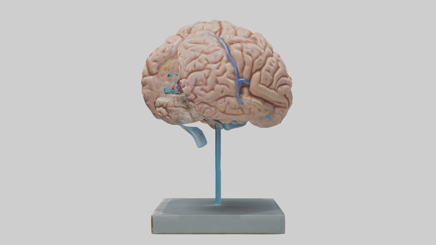 Human Brain Model VR / AR / low-poly