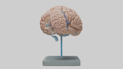 Human Brain Model VR / AR / low-poly