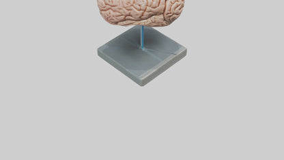 Human Brain Model VR / AR / low-poly