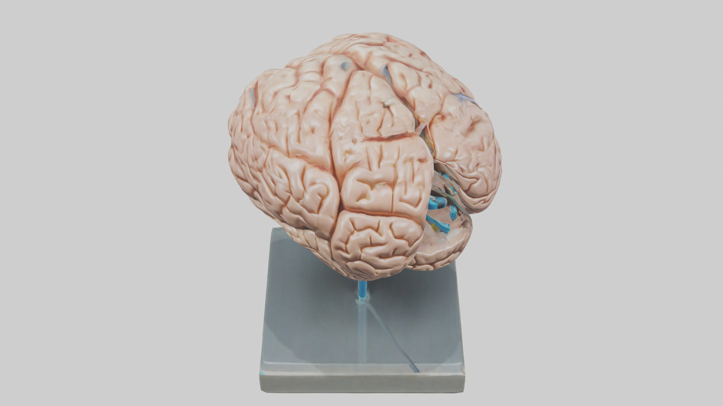 Human Brain Model VR / AR / low-poly