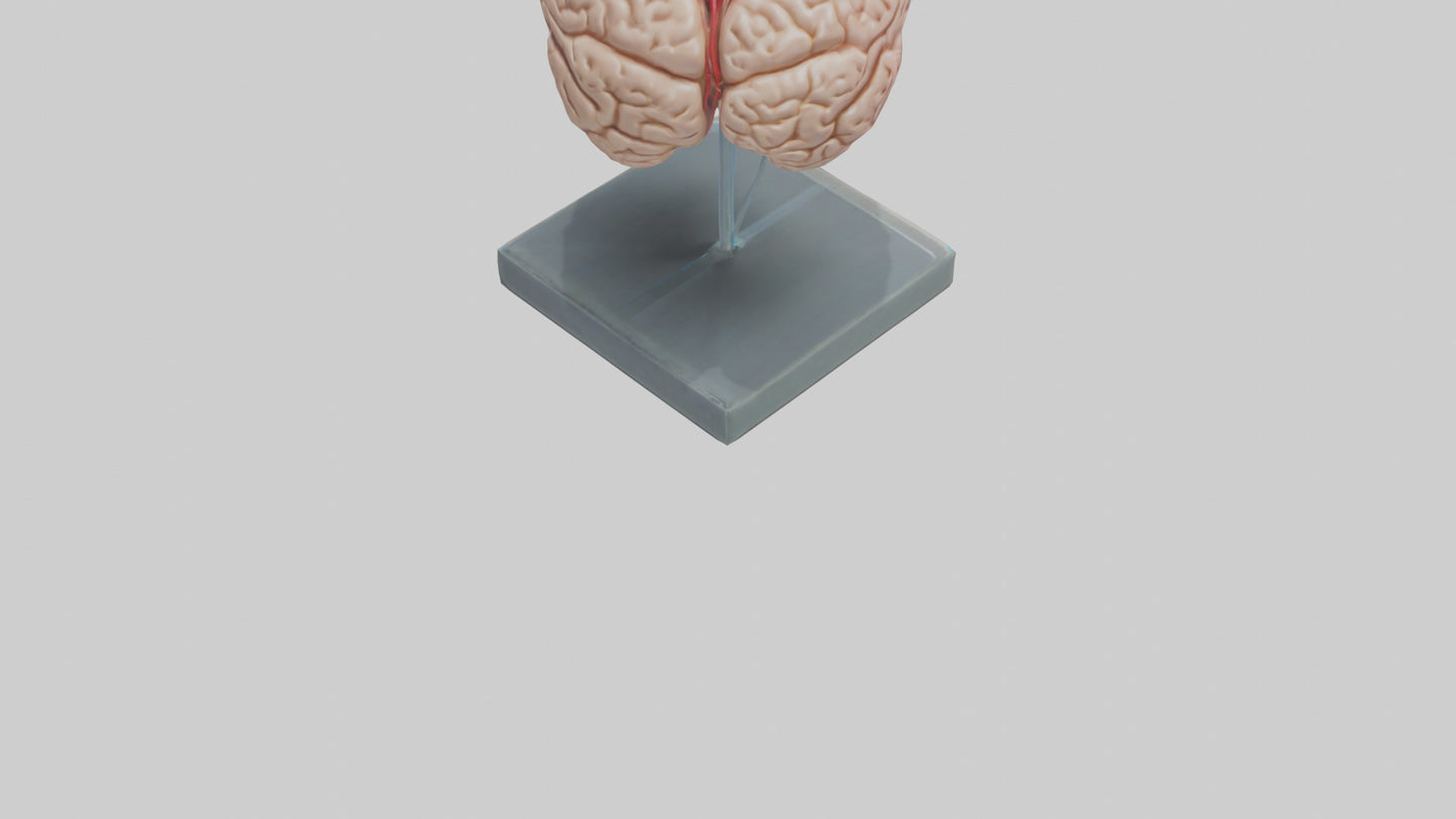 Human Brain Model VR / AR / low-poly