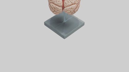 Human Brain Model VR / AR / low-poly