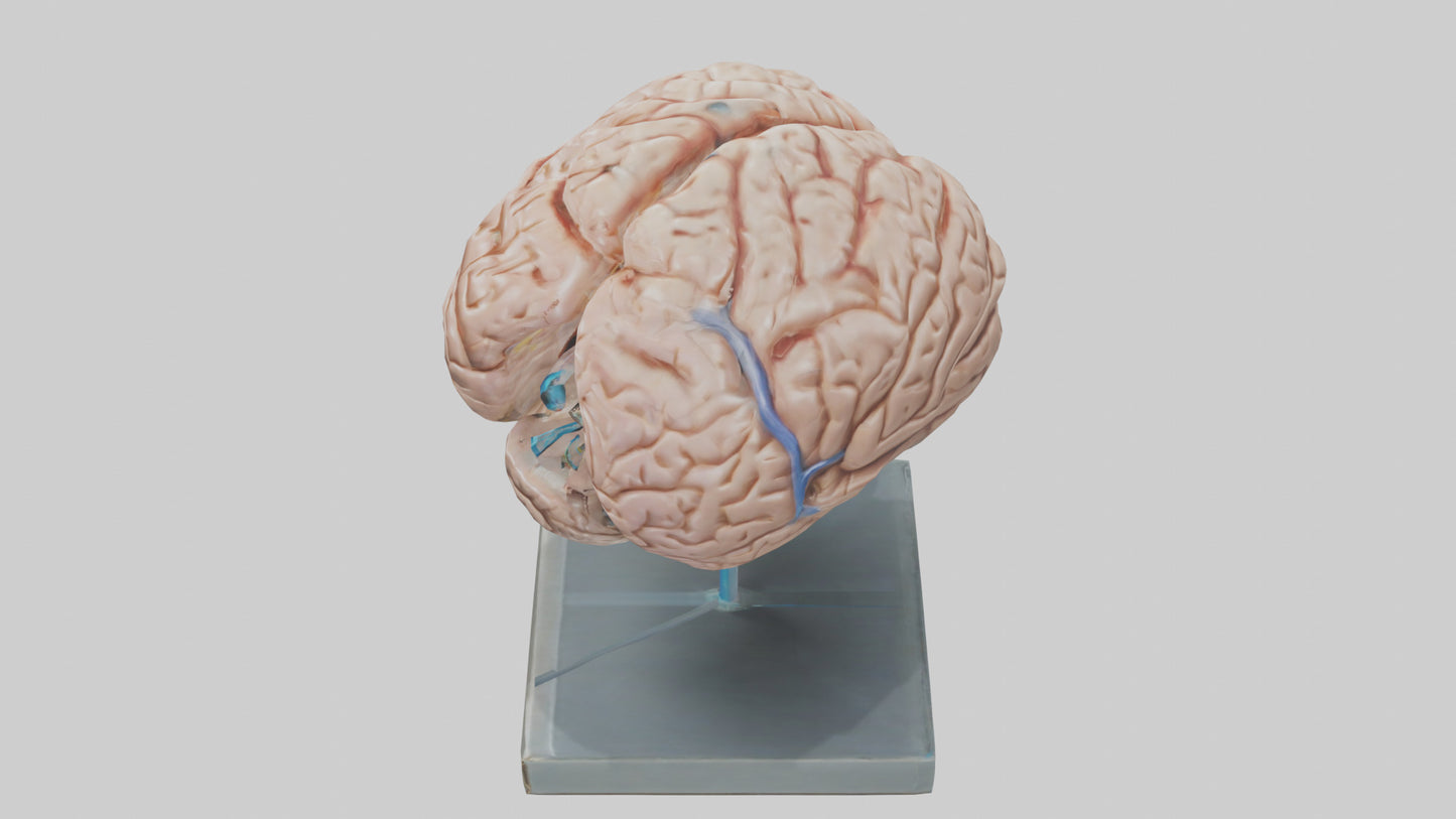 Human Brain Model VR / AR / low-poly