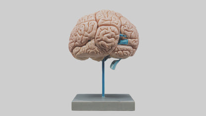 Human Brain Model VR / AR / low-poly