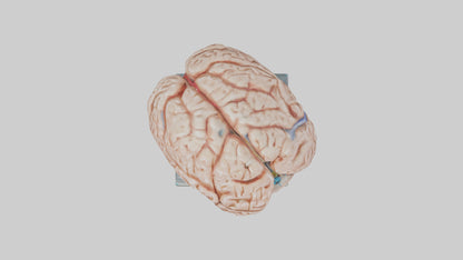 Human Brain Model VR / AR / low-poly
