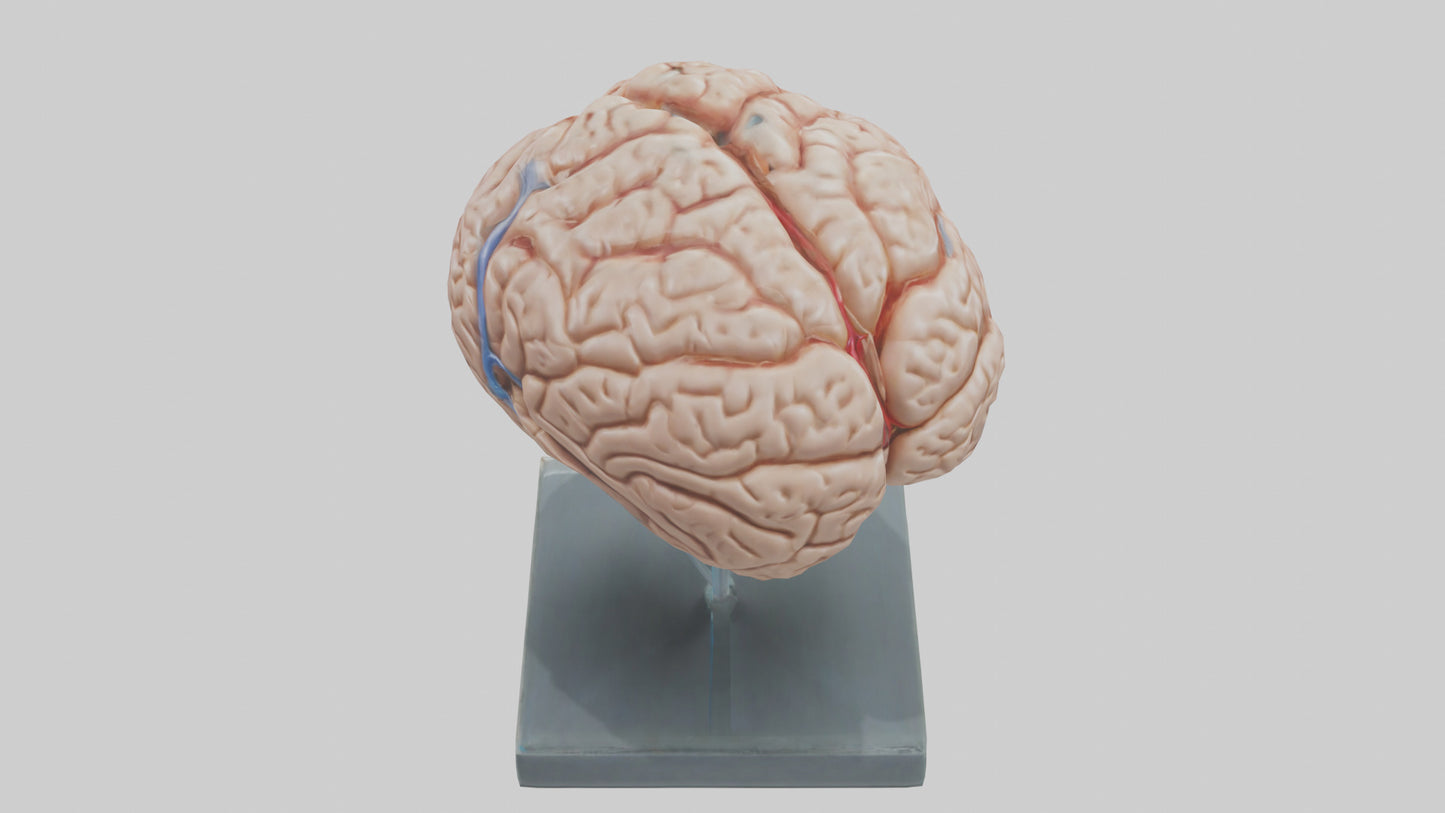 Human Brain Model VR / AR / low-poly