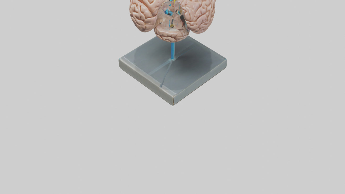 Human Brain Model VR / AR / low-poly