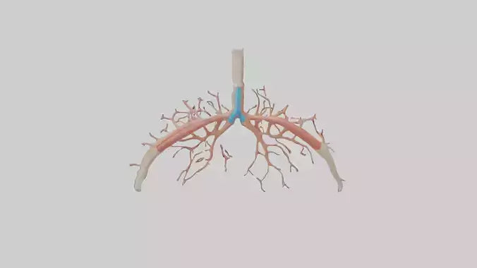 Human Bronchioles Model VR / AR / low-poly