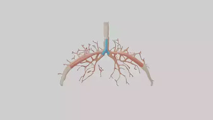 Human Bronchioles Model VR / AR / low-poly