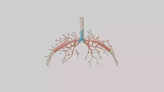 Human Bronchioles Model VR / AR / low-poly