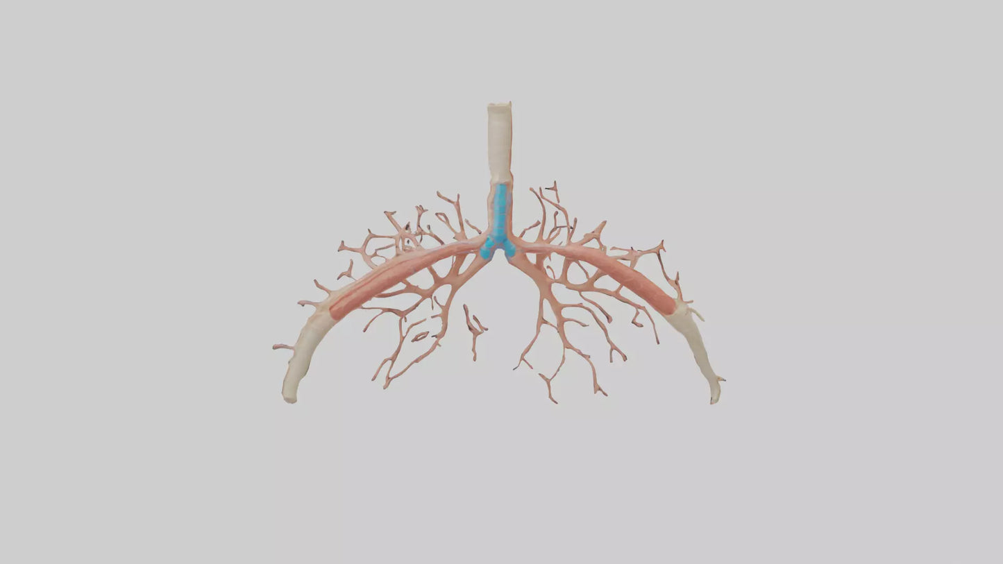 Human Bronchioles Model VR / AR / low-poly