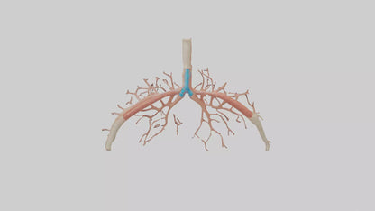 Human Bronchioles Model VR / AR / low-poly