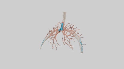 Human Bronchioles Model VR / AR / low-poly