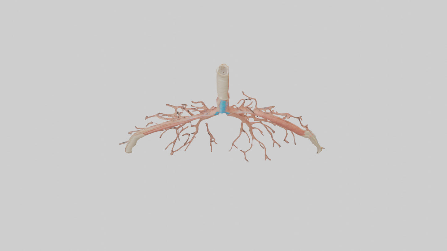 Human Bronchioles Model VR / AR / low-poly