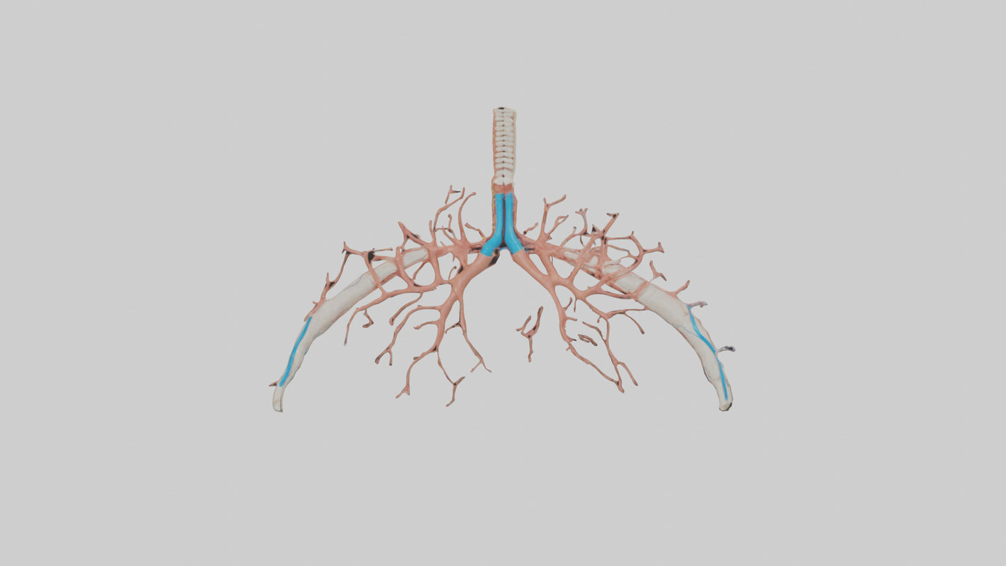 Human Bronchioles Model VR / AR / low-poly