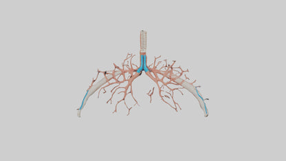 Human Bronchioles Model VR / AR / low-poly