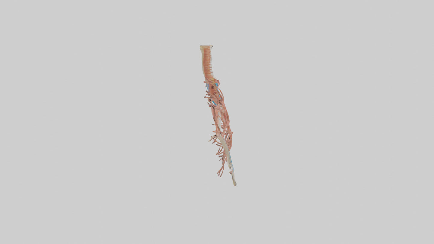 Human Bronchioles Model VR / AR / low-poly