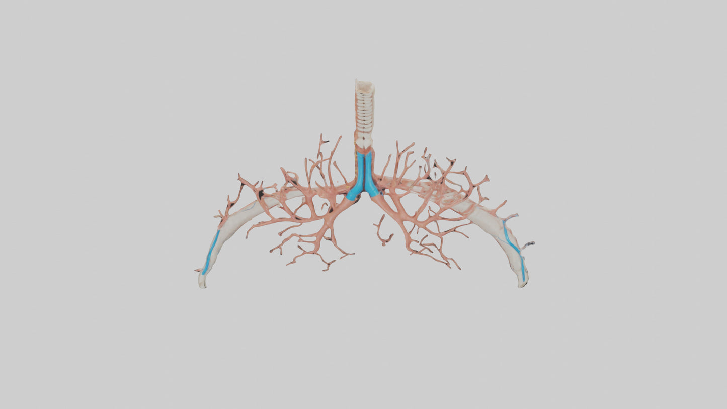 Human Bronchioles Model VR / AR / low-poly