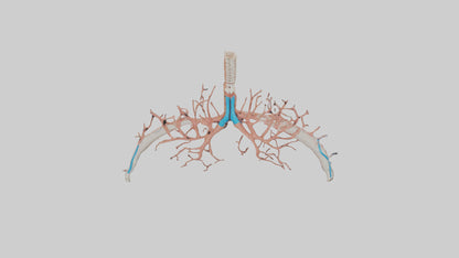 Human Bronchioles Model VR / AR / low-poly