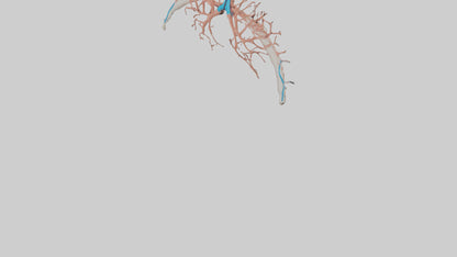 Human Bronchioles Model VR / AR / low-poly