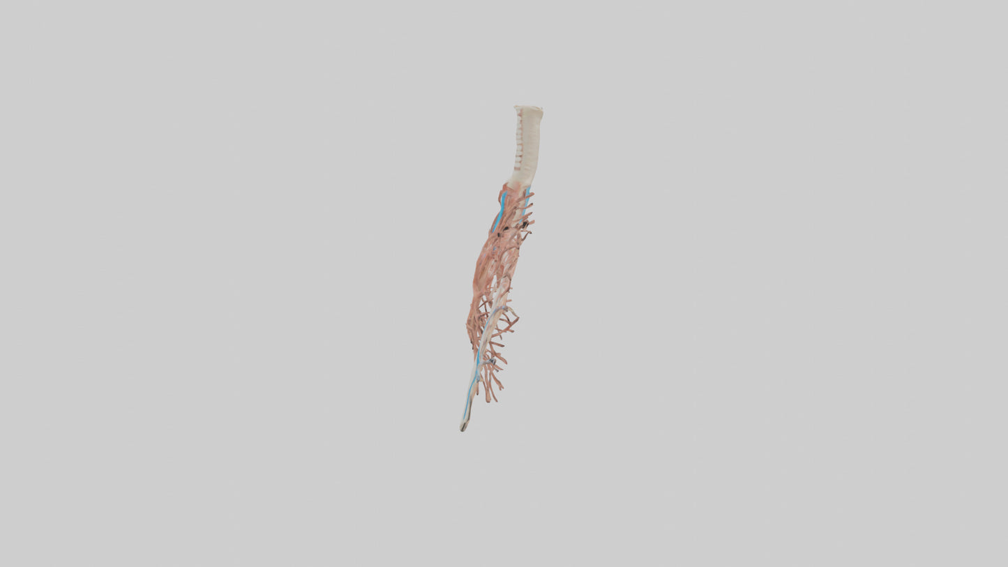 Human Bronchioles Model VR / AR / low-poly