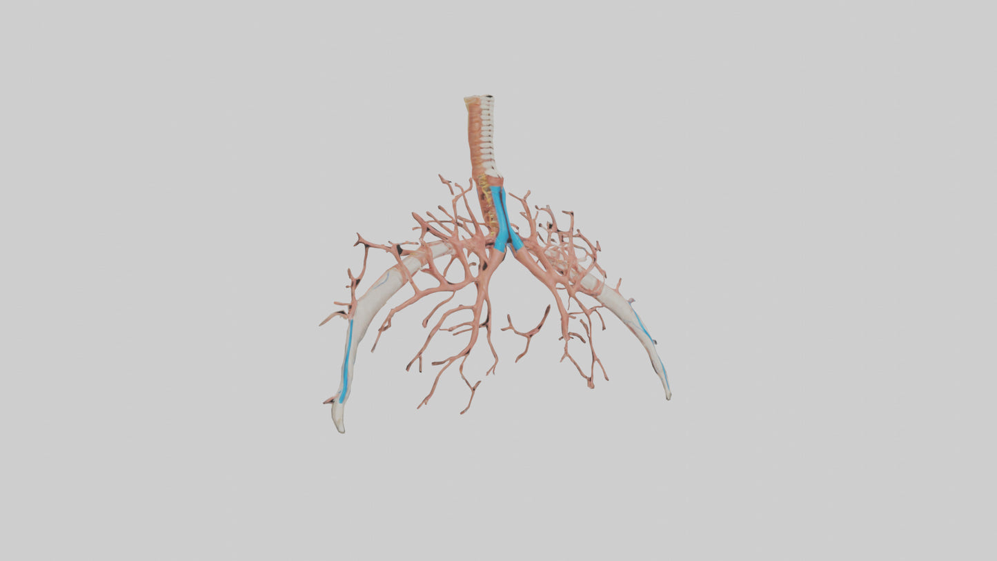 Human Bronchioles Model VR / AR / low-poly