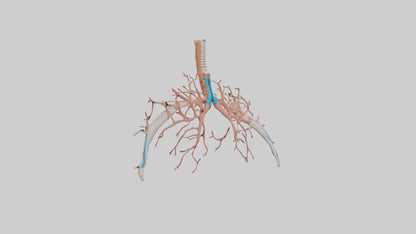 Human Bronchioles Model VR / AR / low-poly