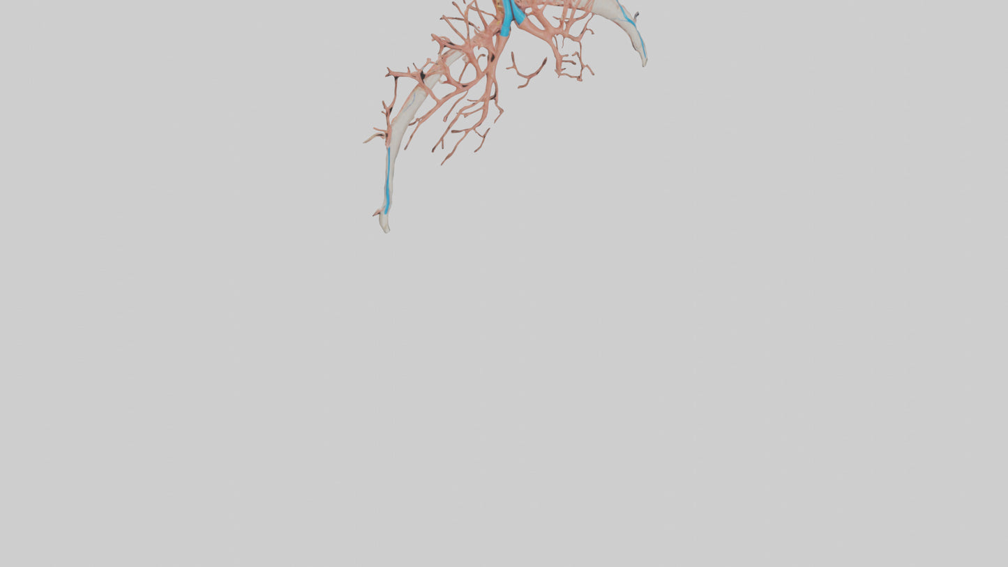 Human Bronchioles Model VR / AR / low-poly