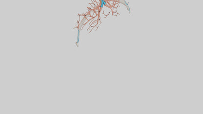 Human Bronchioles Model VR / AR / low-poly