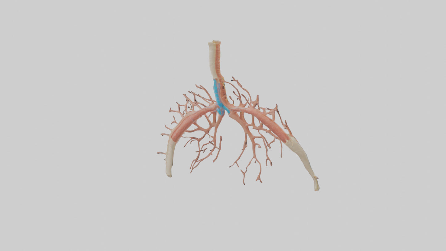 Human Bronchioles Model VR / AR / low-poly