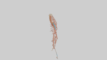 Human Bronchioles Model VR / AR / low-poly