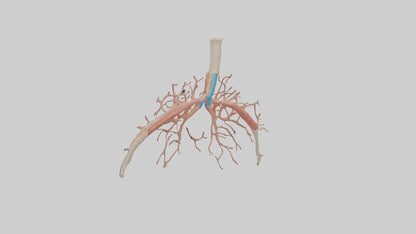 Human Bronchioles Model VR / AR / low-poly