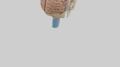 Human Cerebrospinal Fluid Model VR / AR / low-poly