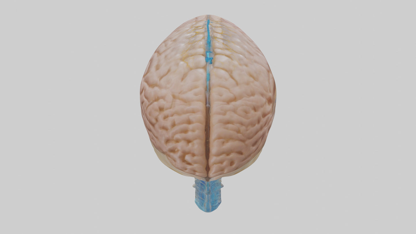 Human Cerebrospinal Fluid Model VR / AR / low-poly