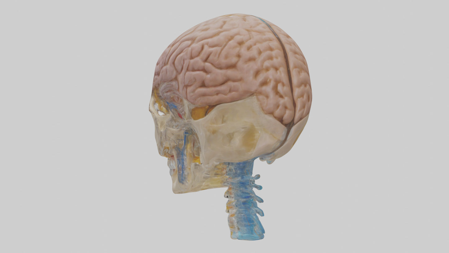 Human Cerebrospinal Fluid Model VR / AR / low-poly