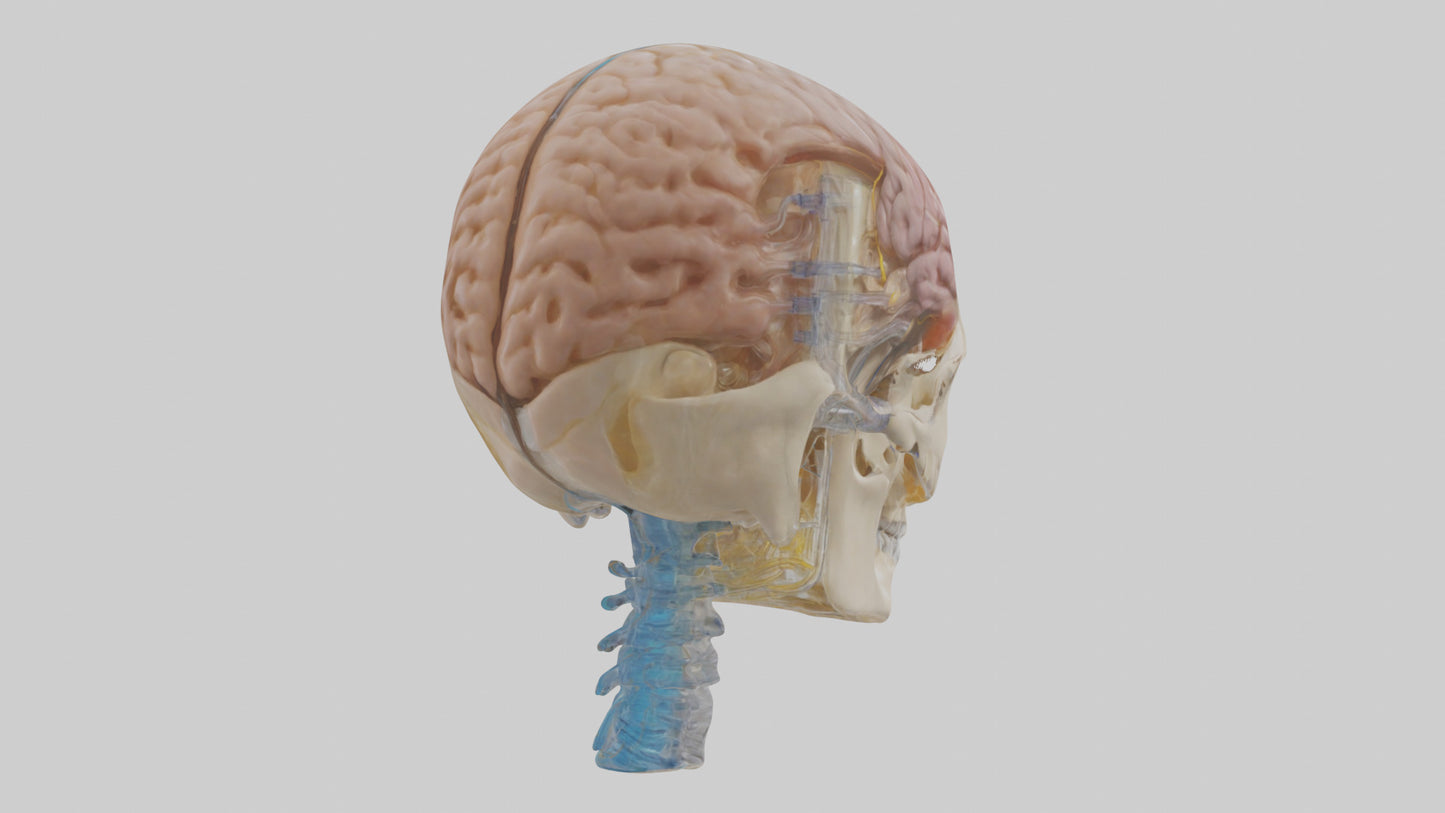 Human Cerebrospinal Fluid Model VR / AR / low-poly