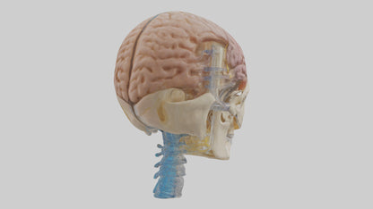 Human Cerebrospinal Fluid Model VR / AR / low-poly