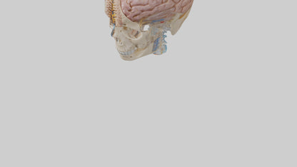 Human Cerebrospinal Fluid Model VR / AR / low-poly