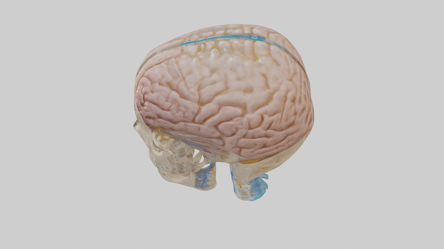 Human Cerebrospinal Fluid Model VR / AR / low-poly