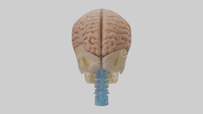 Human Cerebrospinal Fluid Model VR / AR / low-poly