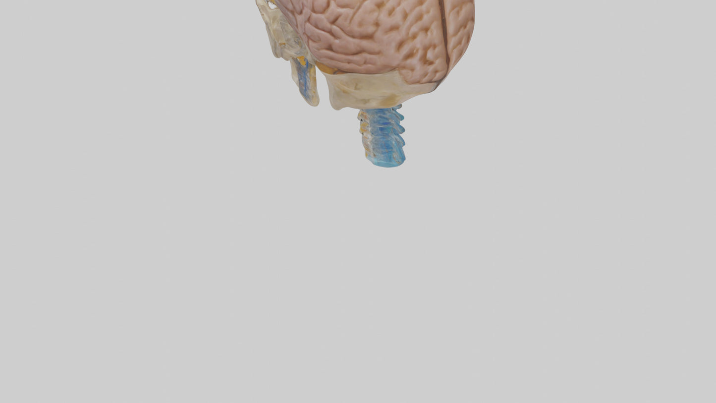 Human Cerebrospinal Fluid Model VR / AR / low-poly
