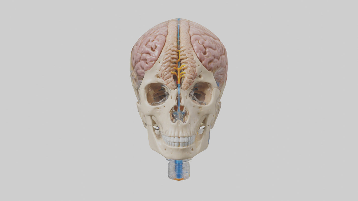 Human Cerebrospinal Fluid Model VR / AR / low-poly