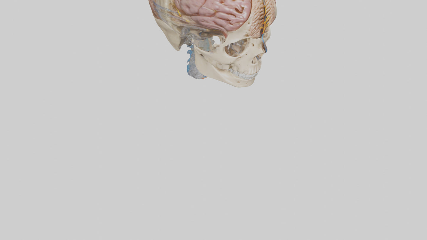 Human Cerebrospinal Fluid Model VR / AR / low-poly