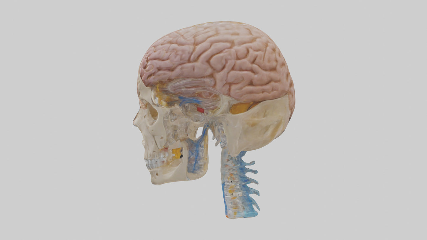 Human Cerebrospinal Fluid Model VR / AR / low-poly