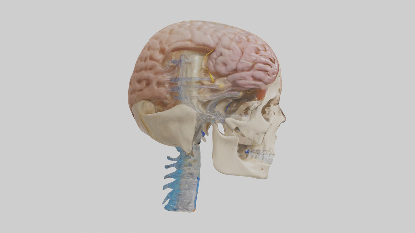 Human Cerebrospinal Fluid Model VR / AR / low-poly