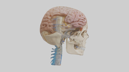 Human Cerebrospinal Fluid Model VR / AR / low-poly