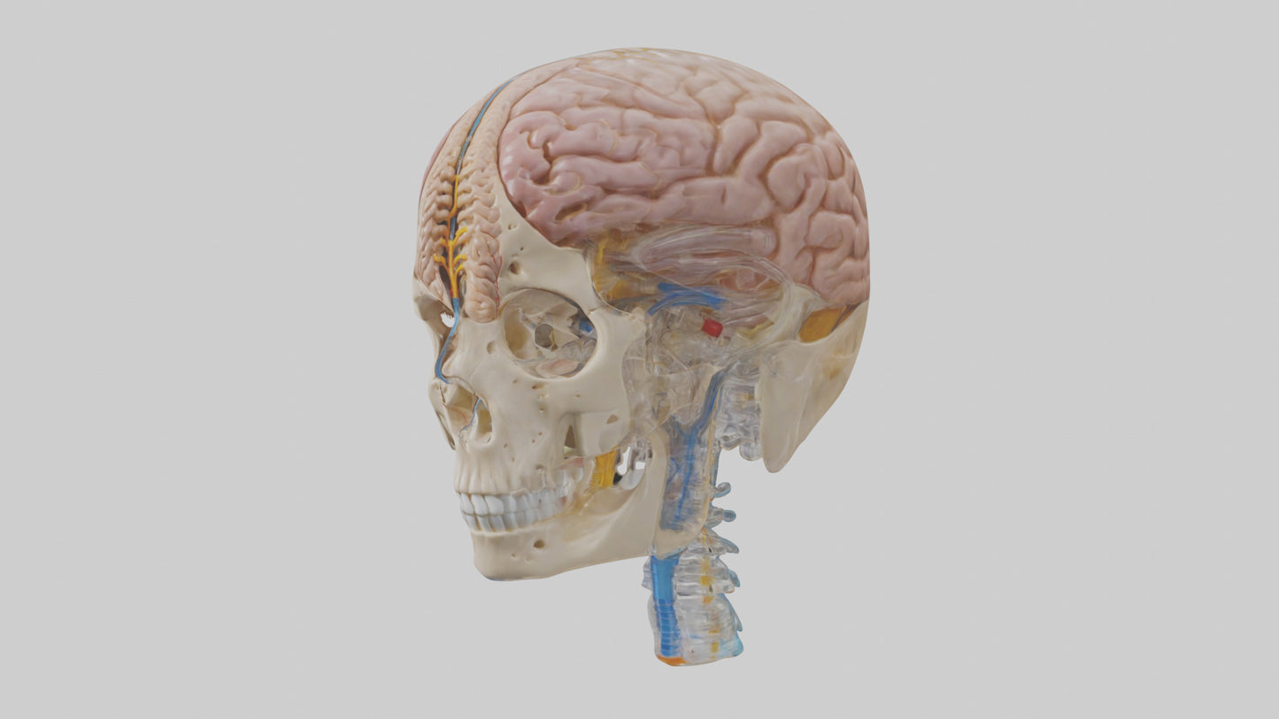 Human Cerebrospinal Fluid Model VR / AR / low-poly