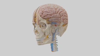 Human Cerebrospinal Fluid Model VR / AR / low-poly